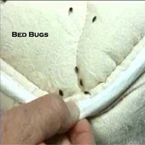 Bed bugs on matress