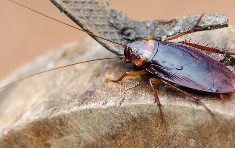 Florida Cockroach
